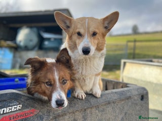 Border Collie dogs Proven Working Border Collie Puppies - Advert 5