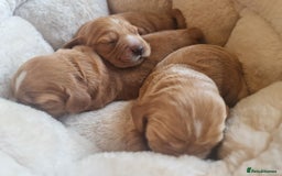 Cocker Spaniel dogs for sale: 3 boy Golden Cocker Spaniel puppies  - Image 7