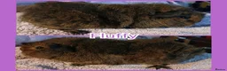 Guinea Pig rodents for sale: Young Girl Guinea Pigs Ready To Leave - Advert 3