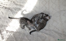 Bengal cats for sale: Adorable, affectionate, so cute kittens for sale!! - Image 15