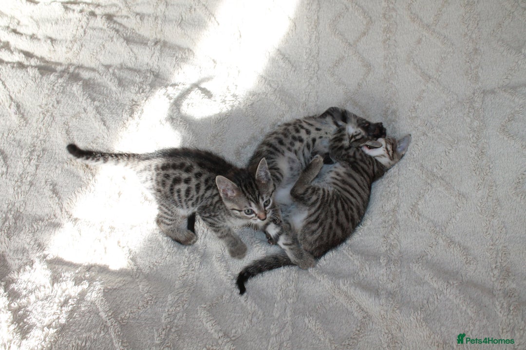 Bengal cats for sale: Adorable, affectionate, so cute kittens for sale!! - Image 15