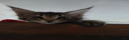 Maine Coon cats for sale: Maine Coon Kittens for Sale - Advert 10
