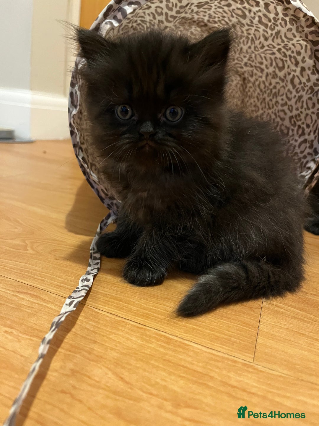 Himalayan cats for sale: Himalayan x chinchilla Persian  - Advert 3