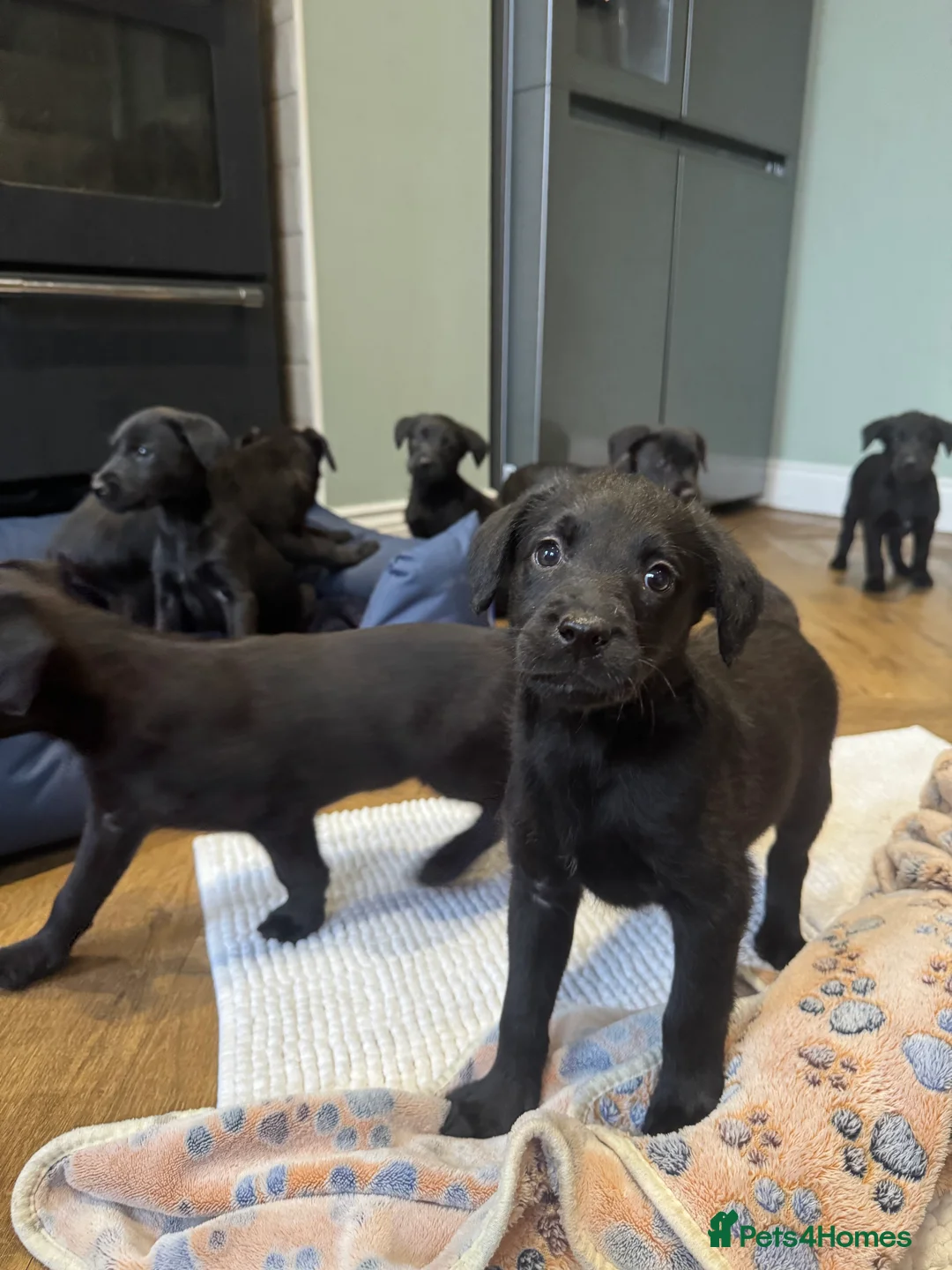 Mixed Breed dogs for sale: Labrador X lurcher  - Advert 10