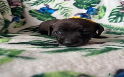 Mixed Breed dogs for sale: Beautiful Daffys - staffy cross dachshund  - Image 22