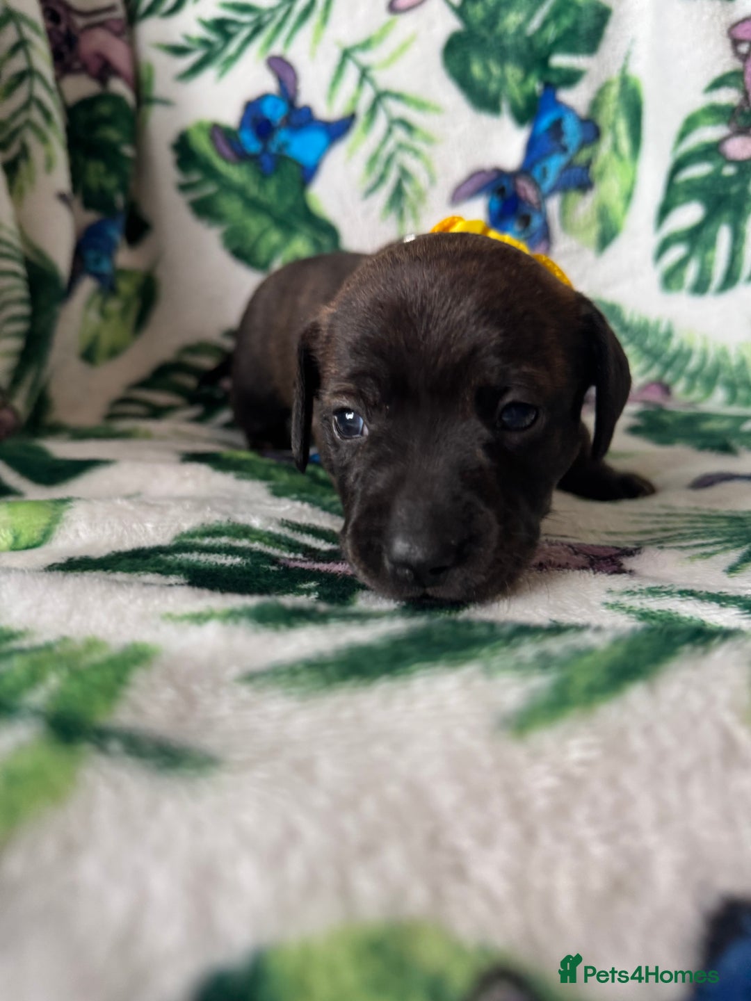 Mixed Breed dogs for sale: Beautiful Daffys - staffy cross dachshund  - Image 22