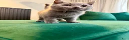 British Shorthair cats for sale: Full Pedigree British Shorthair Kittens  - Advert 8