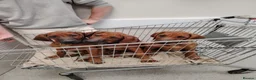 Rhodesian Ridgeback dogs for sale: Gorgeous red wheaten male puppy  - Advert 2