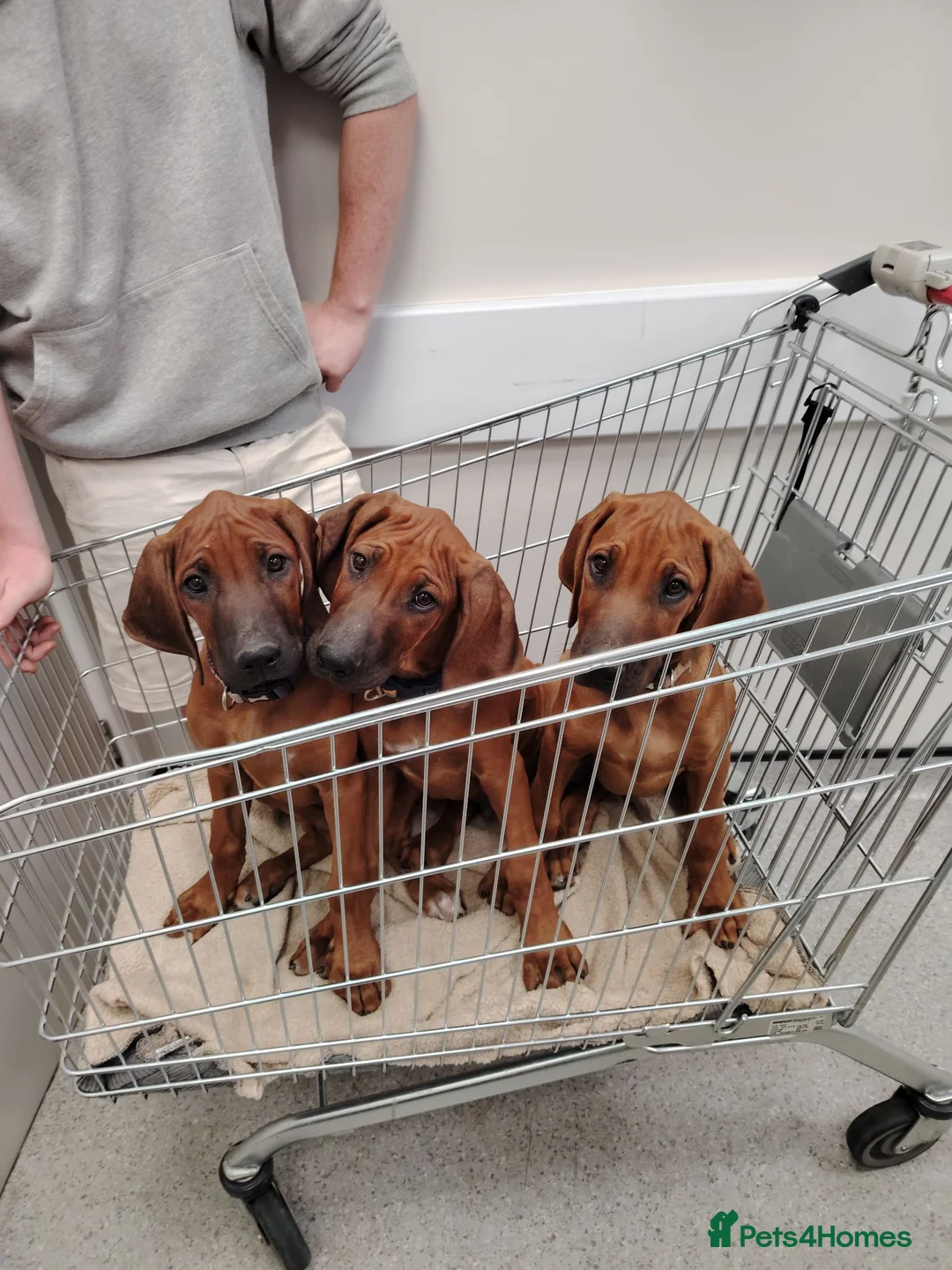 Rhodesian Ridgeback dogs for sale: Gorgeous red wheaten male puppy  - Advert 2
