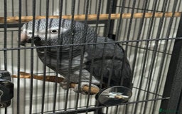 Parrots birds for sale: African Grey Parrot (Male for sale!) - Image 8