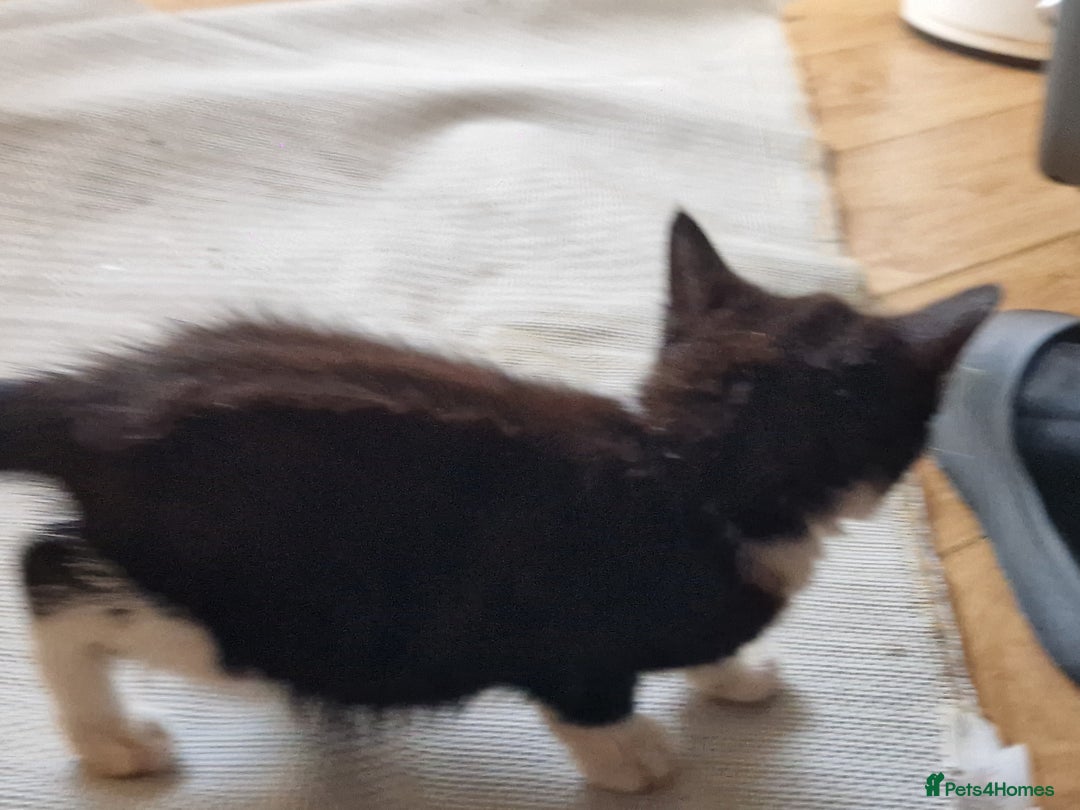 Mixed Breed cats for sale: ready to go - Image 6