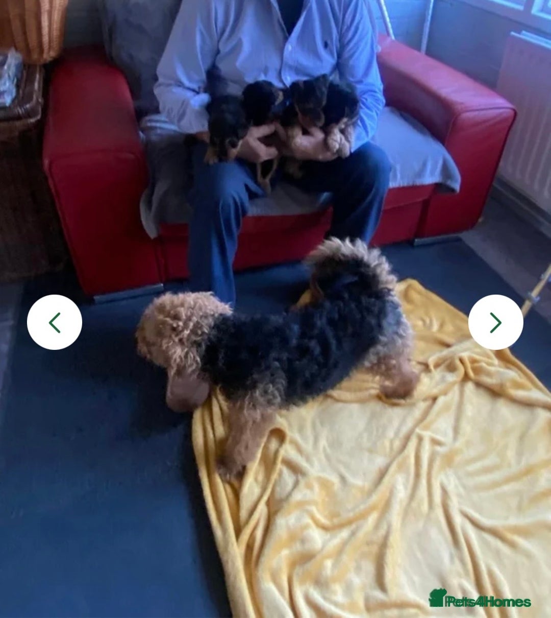 Welsh Terrier dogs for sale: Stunning Male Welsh Terrier Puppy Looking For Love - Advert 7
