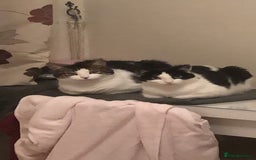 Mixed Breed cats for sale: Loving Bonded Pair of Cats Looking for a New Home - Image 3