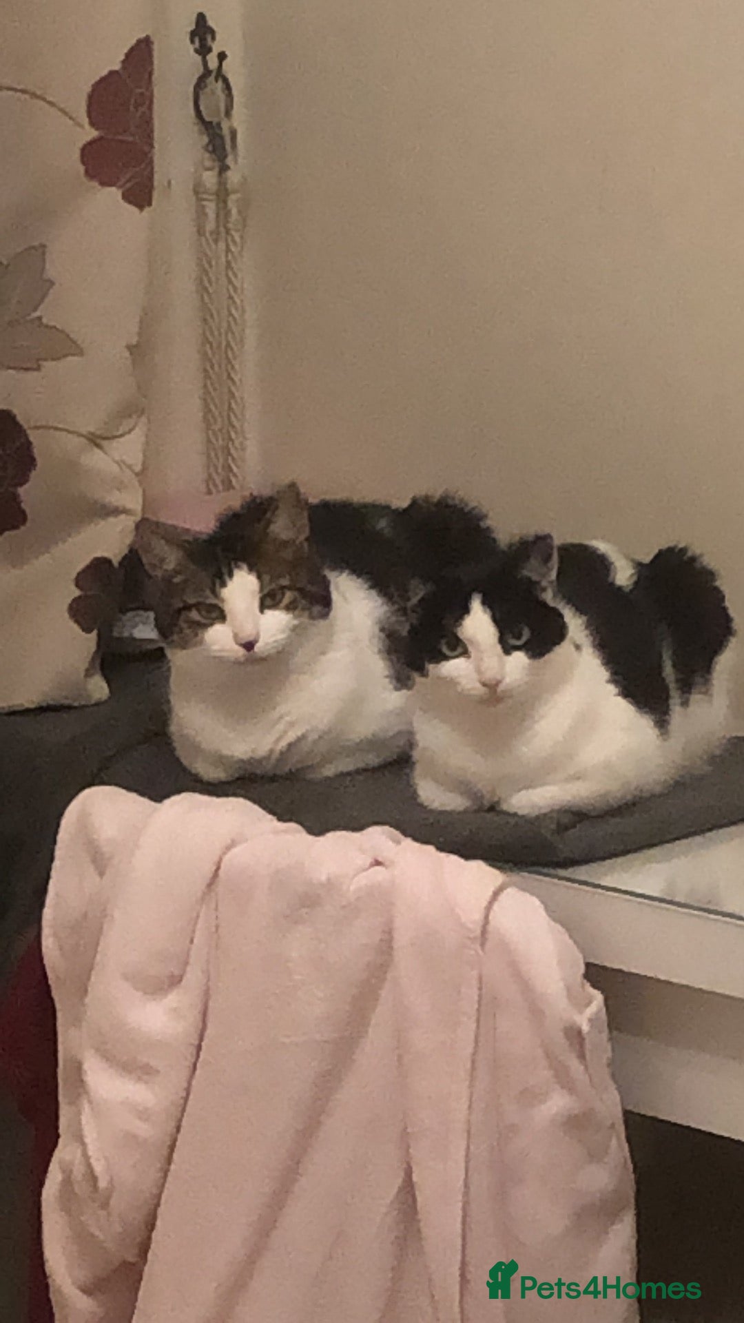 Mixed Breed cats for sale: Loving Bonded Pair of Cats Looking for a New Home - Image 3