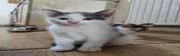 Mixed Breed cats for sale: 3 Kittens Ready to leave in Smethwick - Advert 13