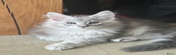Maine Coon cats for sale: Tica registered  - Advert 4