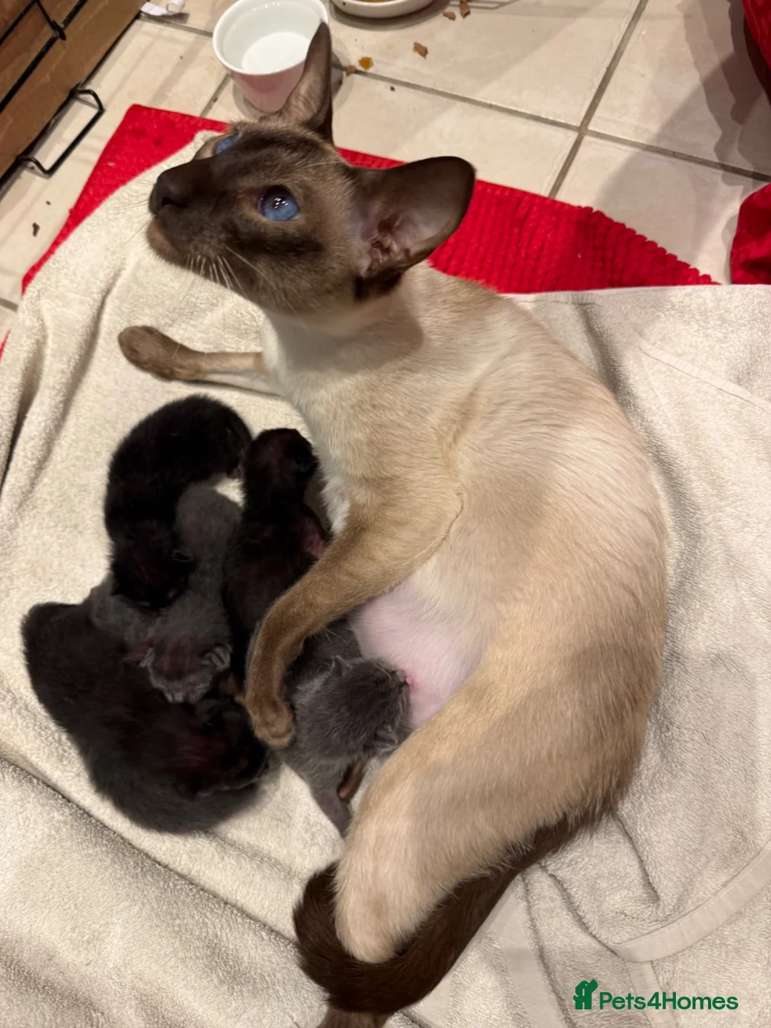 Mixed Breed cats for sale: Half Siamese beautiful kittens  - Advert 1