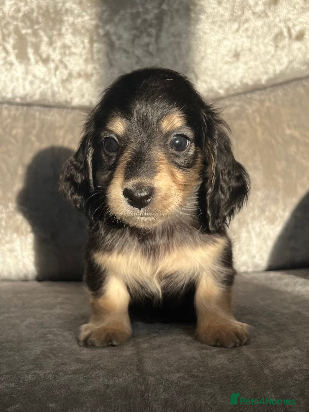 Dachshund dogs for sale: KC miniature long hair dachshunds for sale - Advert 13