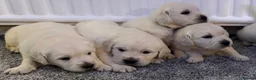 Golden Retriever dogs for sale: Super fluffy cream pups in Newark - Advert 11