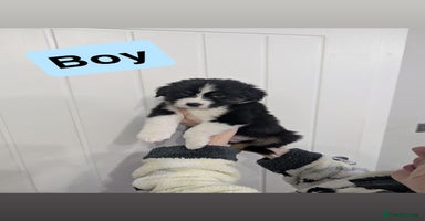 Australian Shepherd dogs - Advert 6