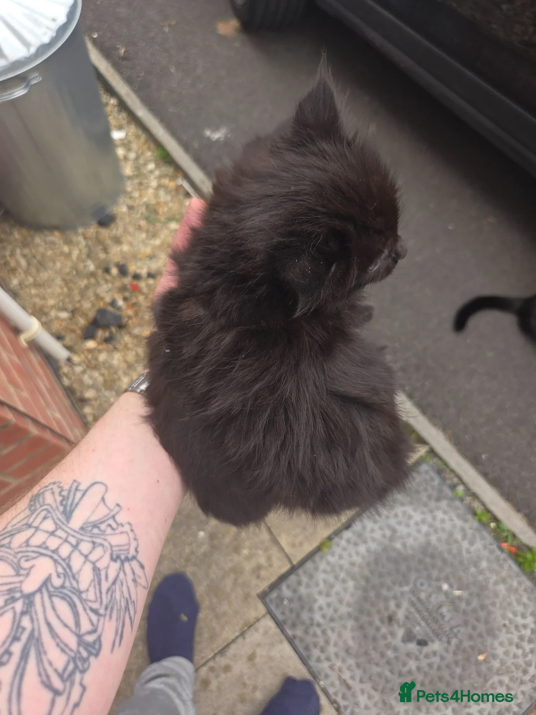 Mixed Breed cats for sale: Main coon British short hair cross in Cardiff - Advert 2