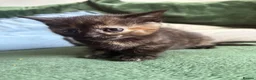 Mixed Breed cats for sale: 5 gorgeous kittens  - Advert 2