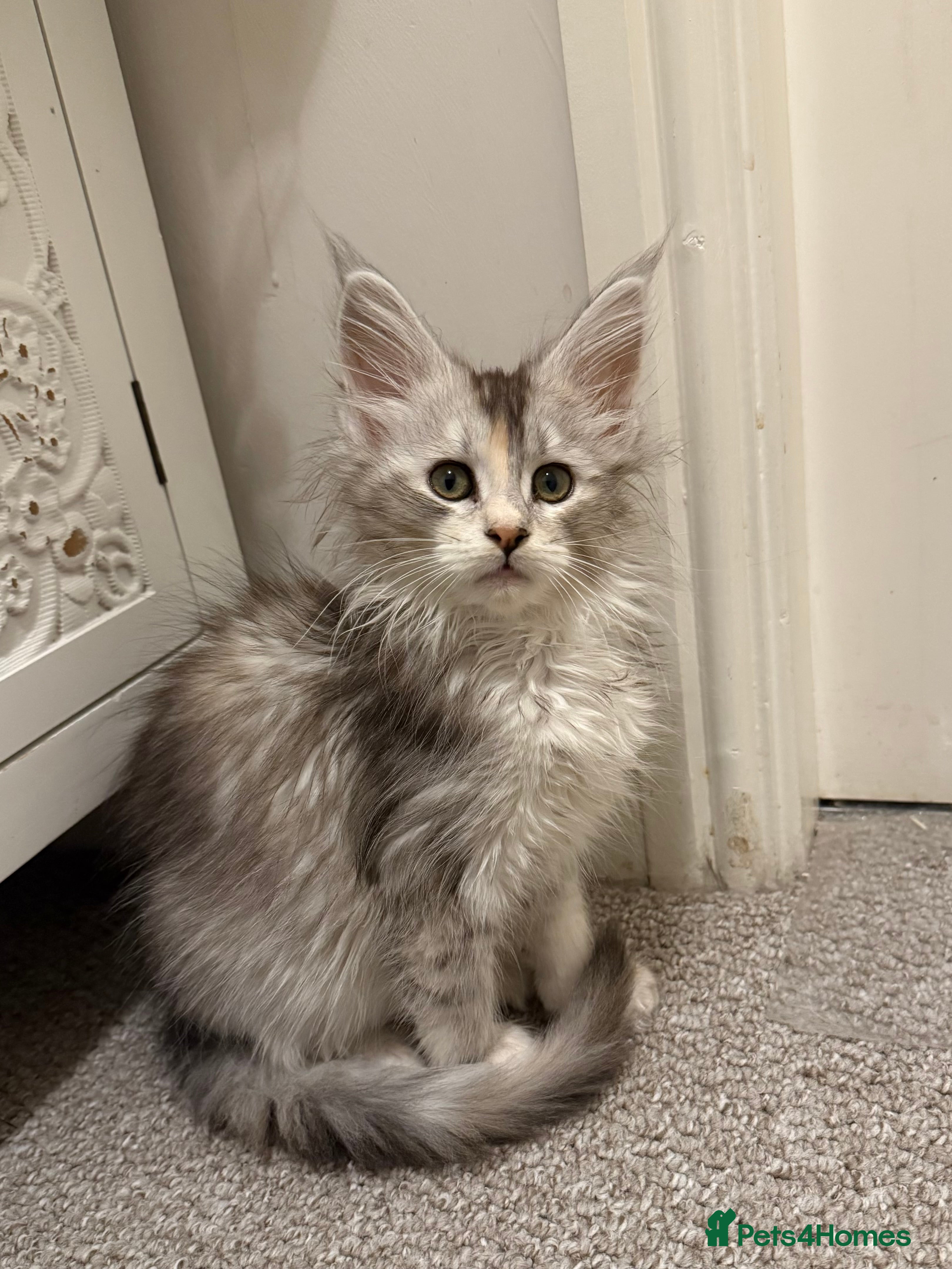 Maine Coon cats Maine coon kittens - Advert 2