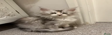White tortie girl