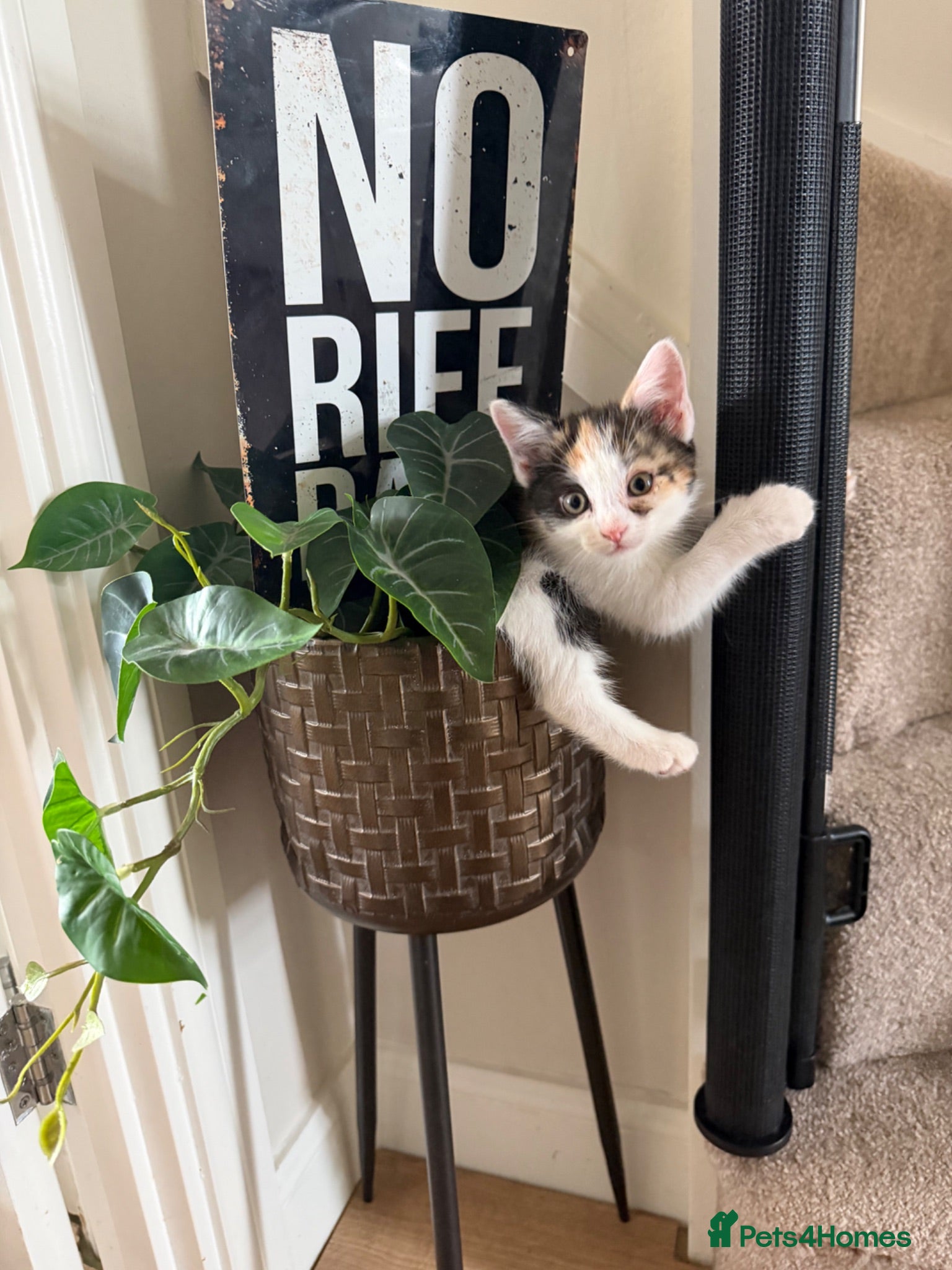 Mixed Breed cats Beautiful Tri Colour Calico Tuxedo Tabby Kittens - Advert 2
