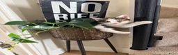 Mixed Breed cats for sale: Beautiful Tri Colour Calico Tuxedo Tabby Kittens - Advert 2