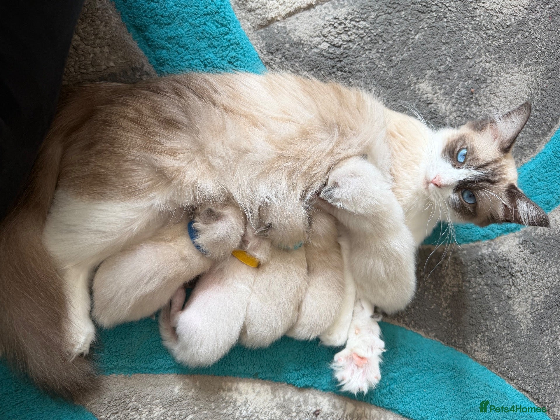 Ragdoll cats 5 beautiful ragdoll babies ONLY 1 FEMALE LEFT  - Advert 8