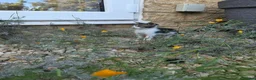 British Shorthair cats for sale: Beautiful grey and white kitten - Advert 4