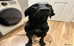 Mixed Breed dogs for adoption: NERO ❤️ lovable Goof ball  - Image 5