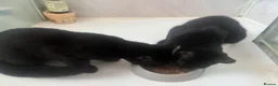 Domestic Shorthair cats for sale: KITTENS FREE in Mitcham - Advert 8
