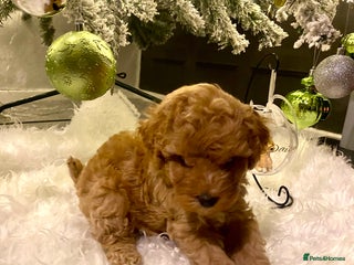Poochon dogs 🐶🐾 4 STUNNING POOCHON PUPS 🐾🐶 - Advert 1