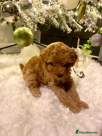 Poochon dogs 🐶🐾 4 STUNNING POOCHON PUPS 🐾🐶 - Advert 6