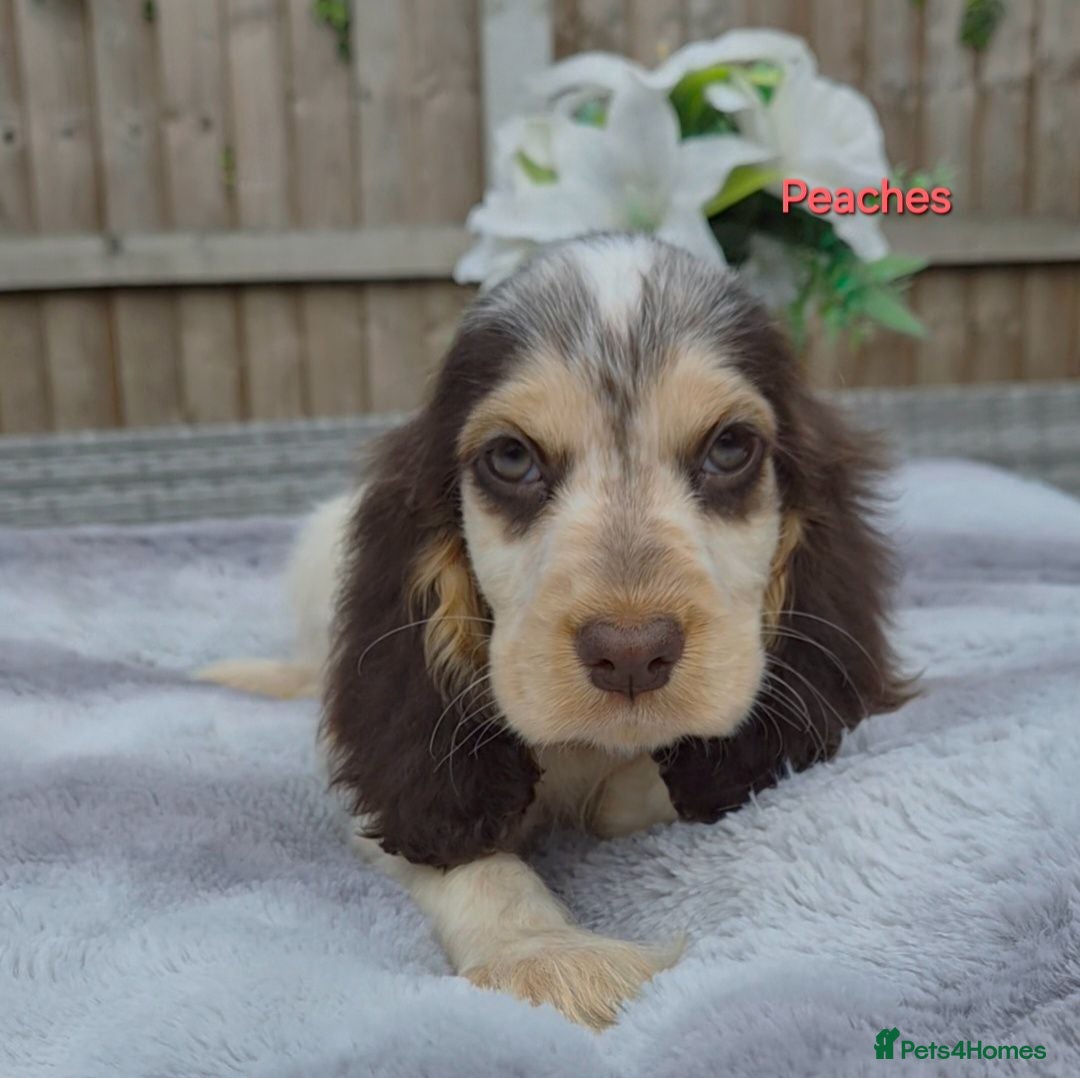 Cocker Spaniel dogs Exceptional True Show winning Champion Cockers. - Advert 2