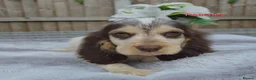 Cocker Spaniel dogs for sale: Exceptional True Show winning Champion Cockers. - Advert 10