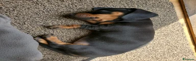 Dachshund 5