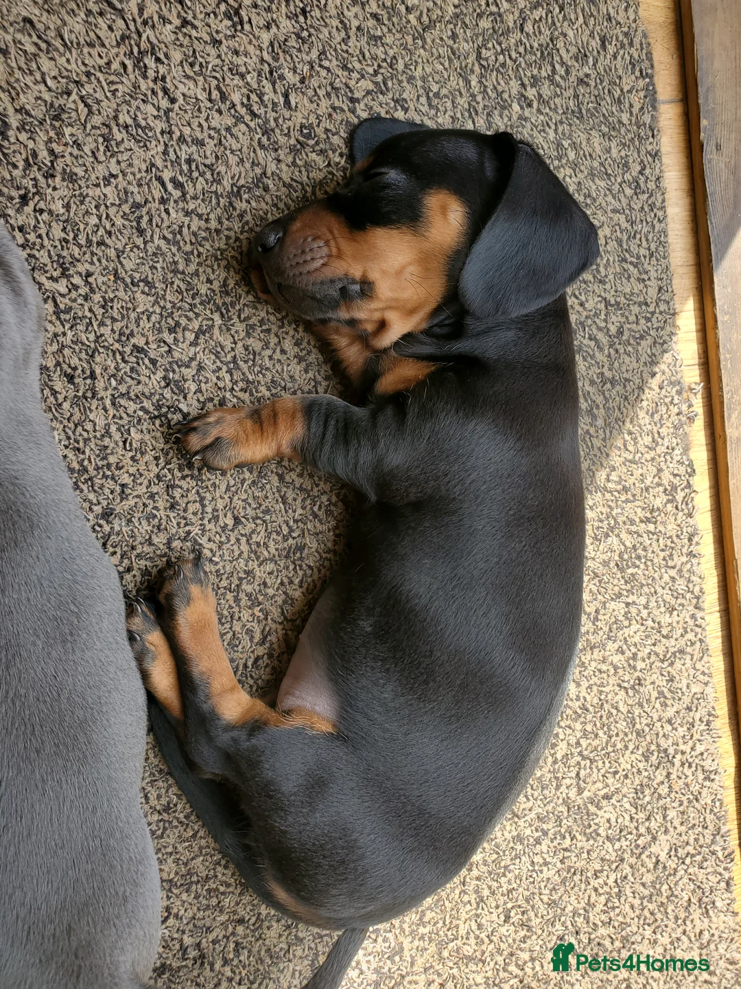 Dachshund dogs for sale: Dachshund puppies for sale huddersfield  in Huddersfield - Advert 2