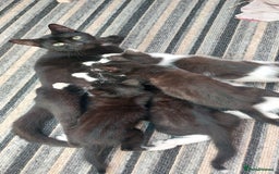 Domestic Shorthair cats for sale: Last 2 happy kittens looking for forever homes - Image 1