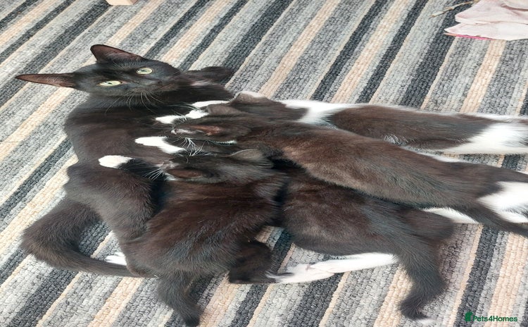 Domestic Shorthair cats - Advert 6