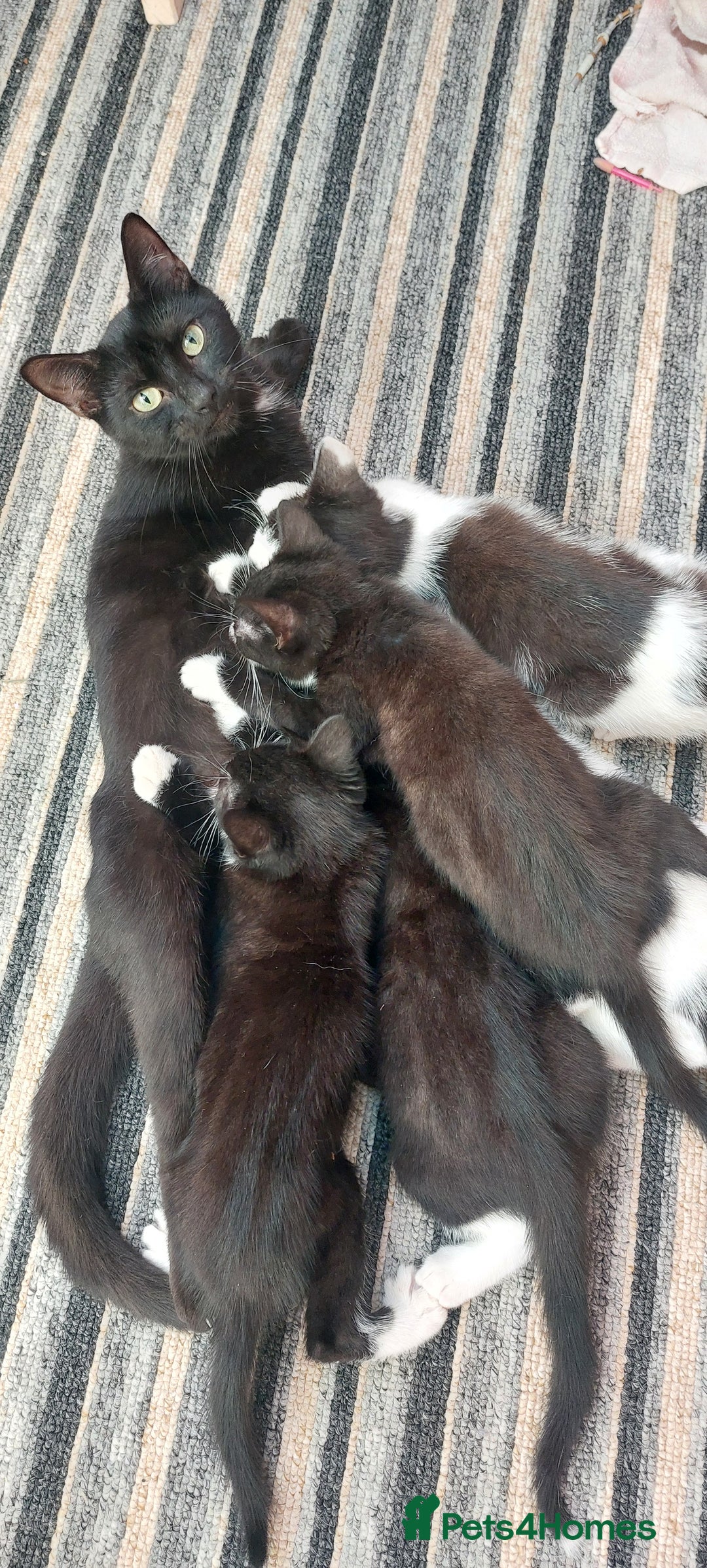 Domestic Shorthair cats for sale: Last 2 happy kittens looking for forever homes - Image 1