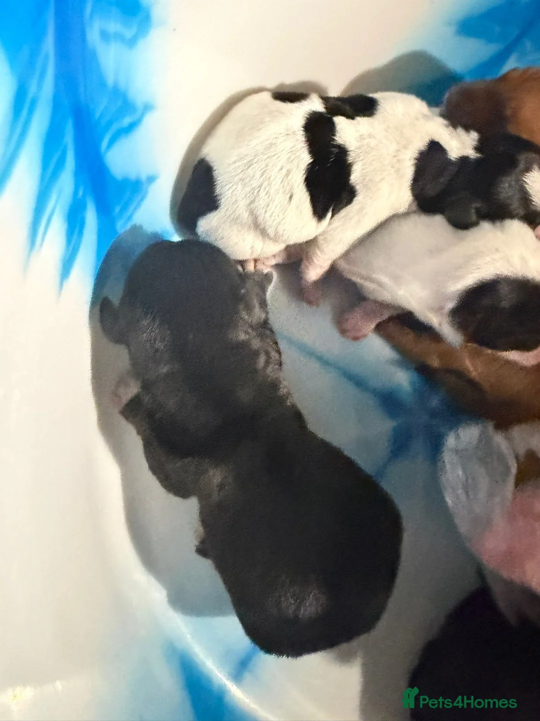 Jackshund dogs for sale: Adorable Dachshund x Jack Russell puppies  - Advert 2