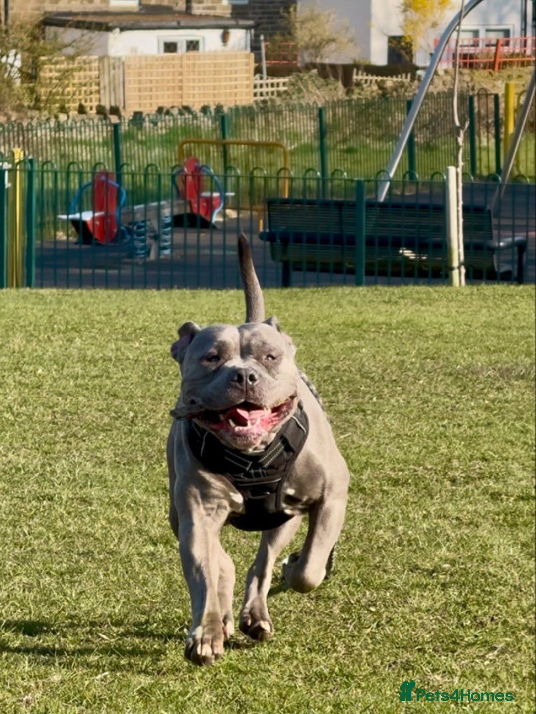 American Bully dogs for sale: 🌸🌸 NARLA🌸🌸  - Advert 2