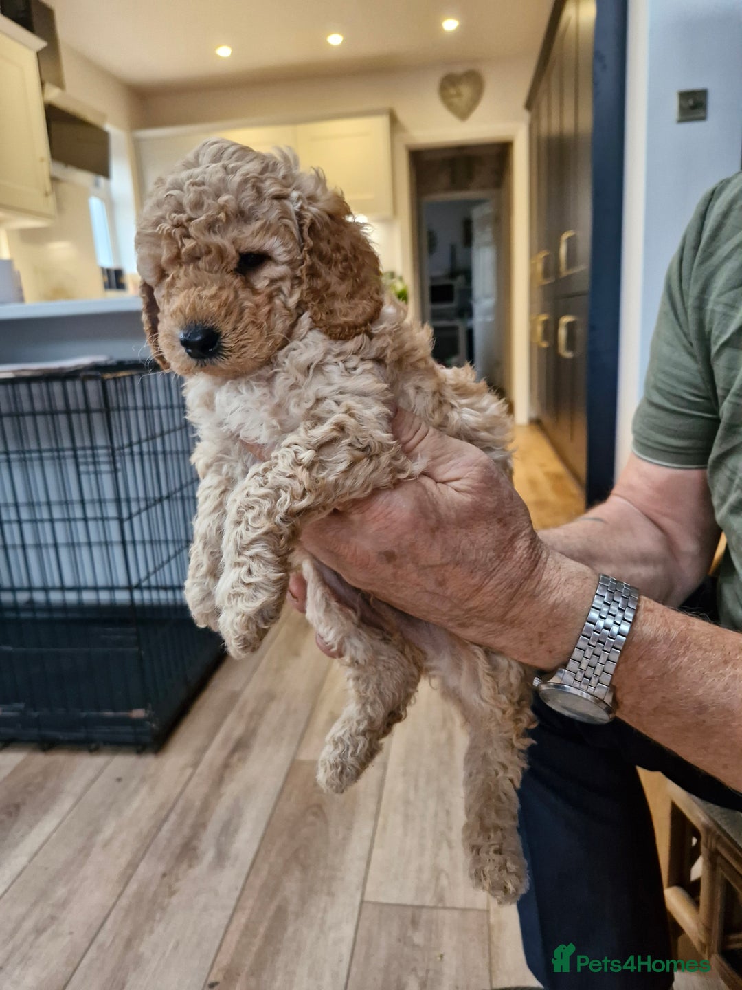 Miniature Poodle dogs for sale: Outstanding Show Quality MInature Poodles - Advert 8