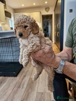 Miniature Poodle dogs - Advert 15