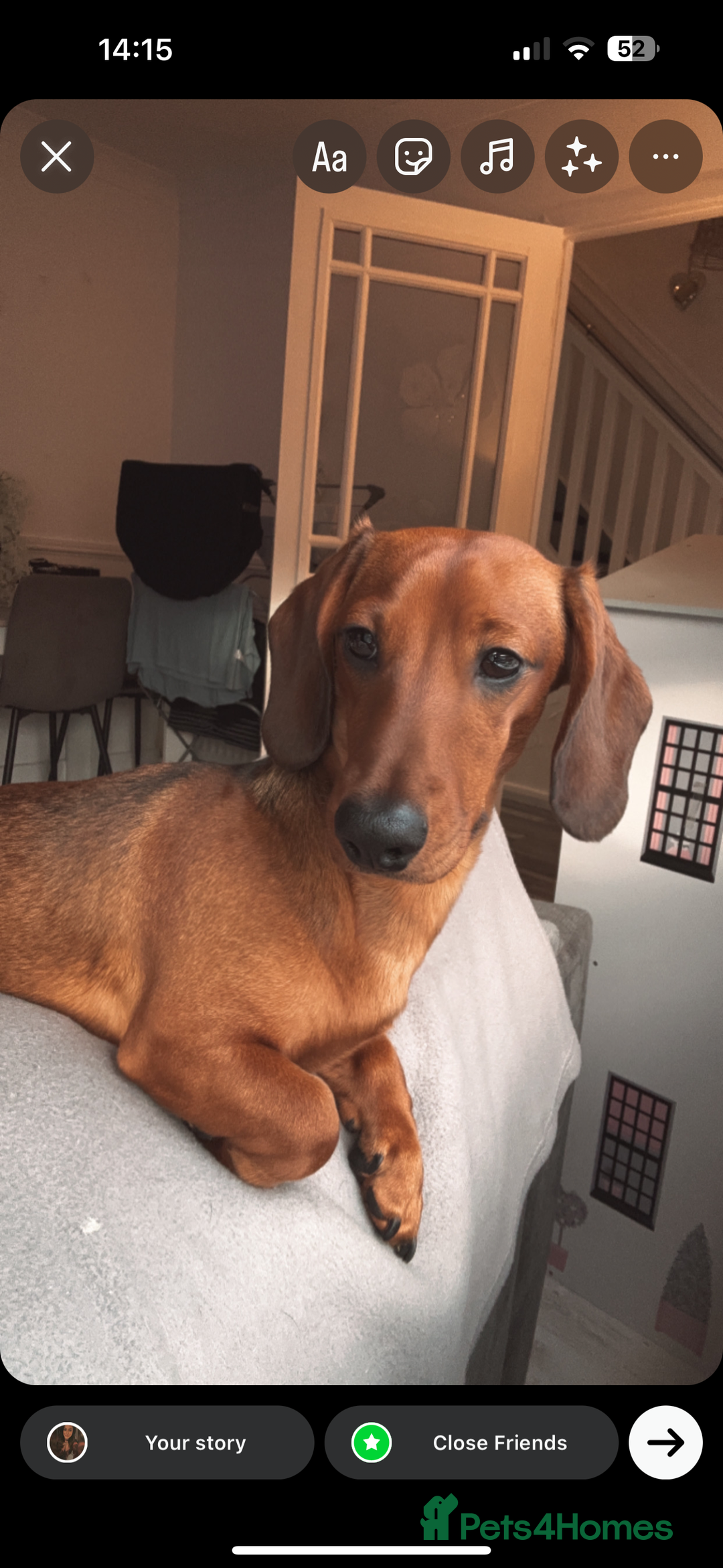 Miniature Dachshund dogs for sale: 2 year old male miniature dachshund  - Advert 5