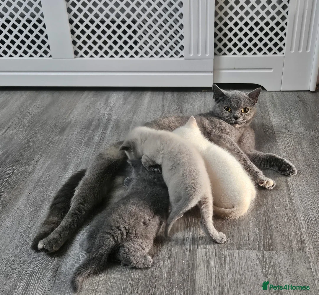 British Shorthair cats for sale: Blue eyes Flame Point British Shorthair kitten in Oldbury - Advert 11