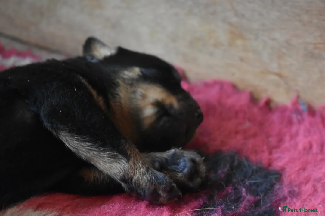 Rottweiler dogs for sale: Champion-Bred Rottweiler Puppies for Loving Homes - Advert 18